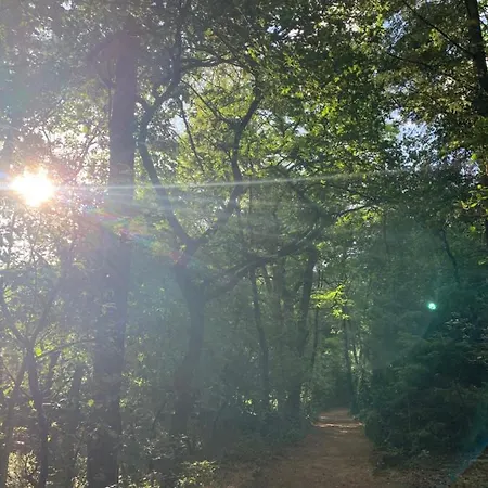 Bonte Specht: Tot Rust Komen In De Natuur! Otterlo