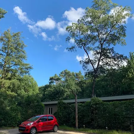 Bonte Specht: Tot Rust Komen In De Natuur! Otterlo