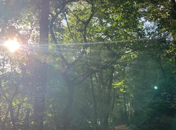 Bonte Specht: Tot Rust Komen In De Natuur! Otterlo