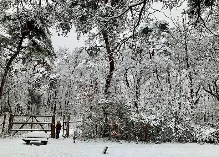 Bonte Specht: Tot Rust Komen In De Natuur! * Otterlo